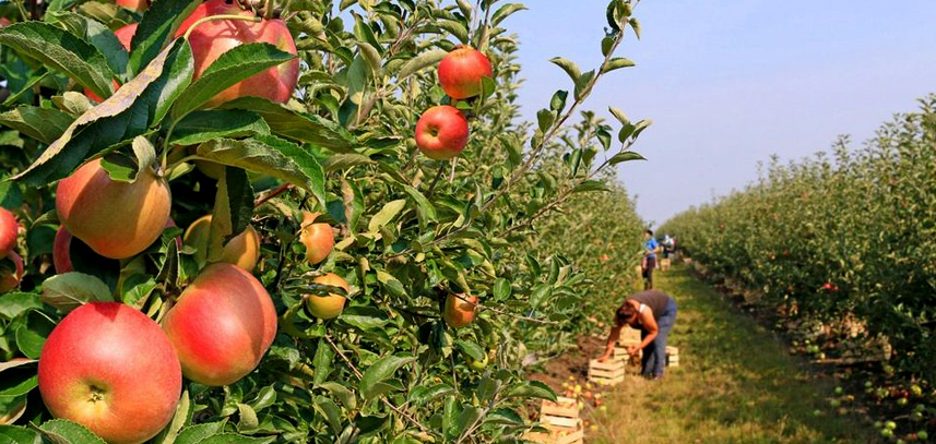 昭通蘋果種植技術(shù)指導(dǎo)基地