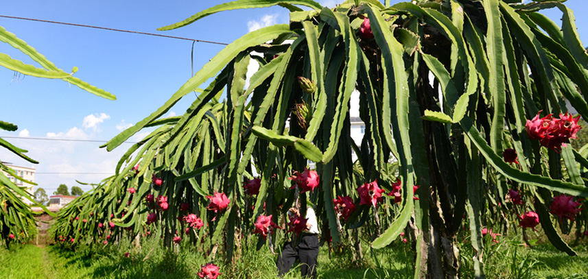 火龍果種植技術(shù)指導(dǎo)